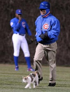 cubs-cat